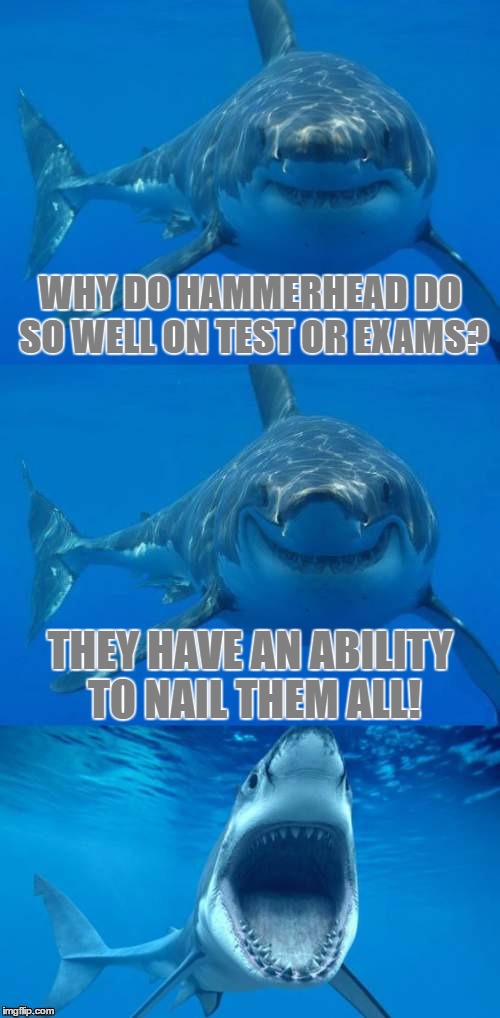 Bad Shark Pun | Template By DashHopes | WHY DO HAMMERHEAD DO SO WELL ON TEST OR EXAMS? THEY HAVE AN ABILITY TO NAIL THEM ALL! | image tagged in bad shark pun,bad pun,funny,memes,hammerhead,nailed it | made w/ Imgflip meme maker