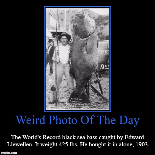 The Award For Most Bad@ss Fisherman Goes To... | image tagged in funny,demotivationals,weird,photo of the day,black sea bass,world record | made w/ Imgflip demotivational maker