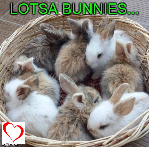 Bunnies | LOTSA BUNNIES... | image tagged in memes | made w/ Imgflip meme maker