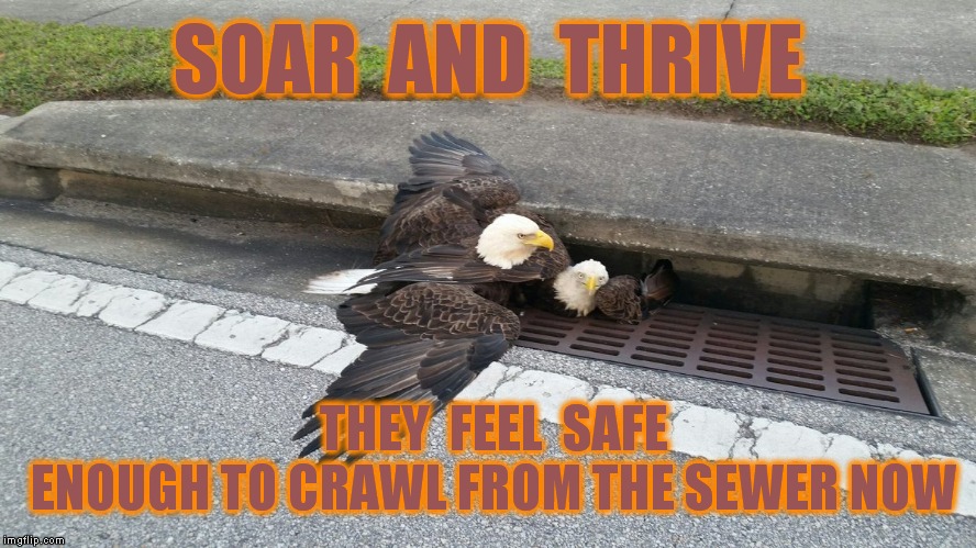America crawls from the sewer | SOAR  AND  THRIVE; THEY  FEEL  SAFE      ENOUGH TO CRAWL FROM THE SEWER NOW | image tagged in meme,cultural sewer,america,republicans,eagles,veterans day | made w/ Imgflip meme maker