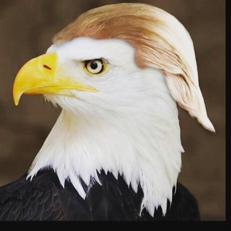 trump eagle Blank Meme Template