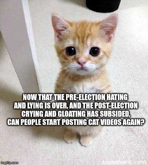 Cute Cat Meme | NOW THAT THE PRE-ELECTION HATING AND LYING IS OVER, AND THE POST-ELECTION CRYING AND GLOATING HAS SUBSIDED, CAN PEOPLE START POSTING CAT VIDEOS AGAIN? | image tagged in memes,cute cat | made w/ Imgflip meme maker