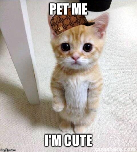 Cute Cat Meme | PET ME; I'M CUTE | image tagged in memes,cute cat,scumbag | made w/ Imgflip meme maker