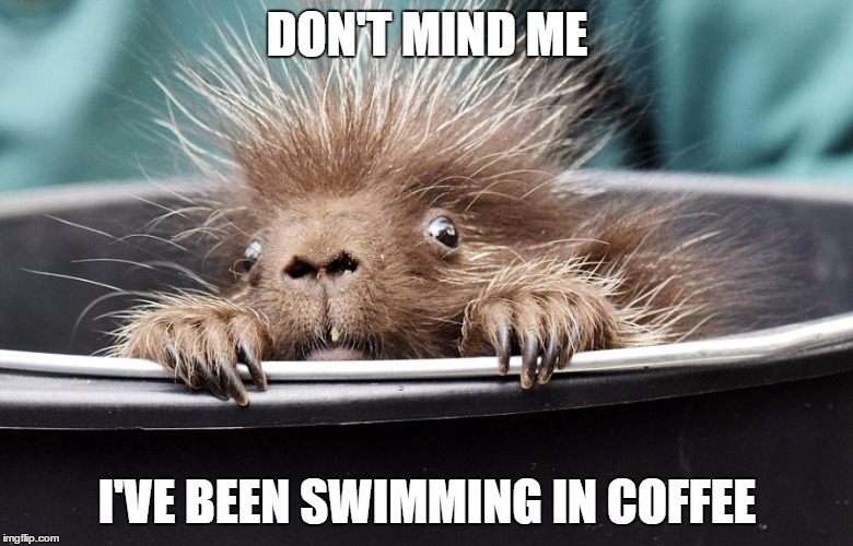 edgy porcupine | DON'T MIND ME; I'VE BEEN SWIMMING IN COFFEE | image tagged in edgy porcupine,coffee addict | made w/ Imgflip meme maker