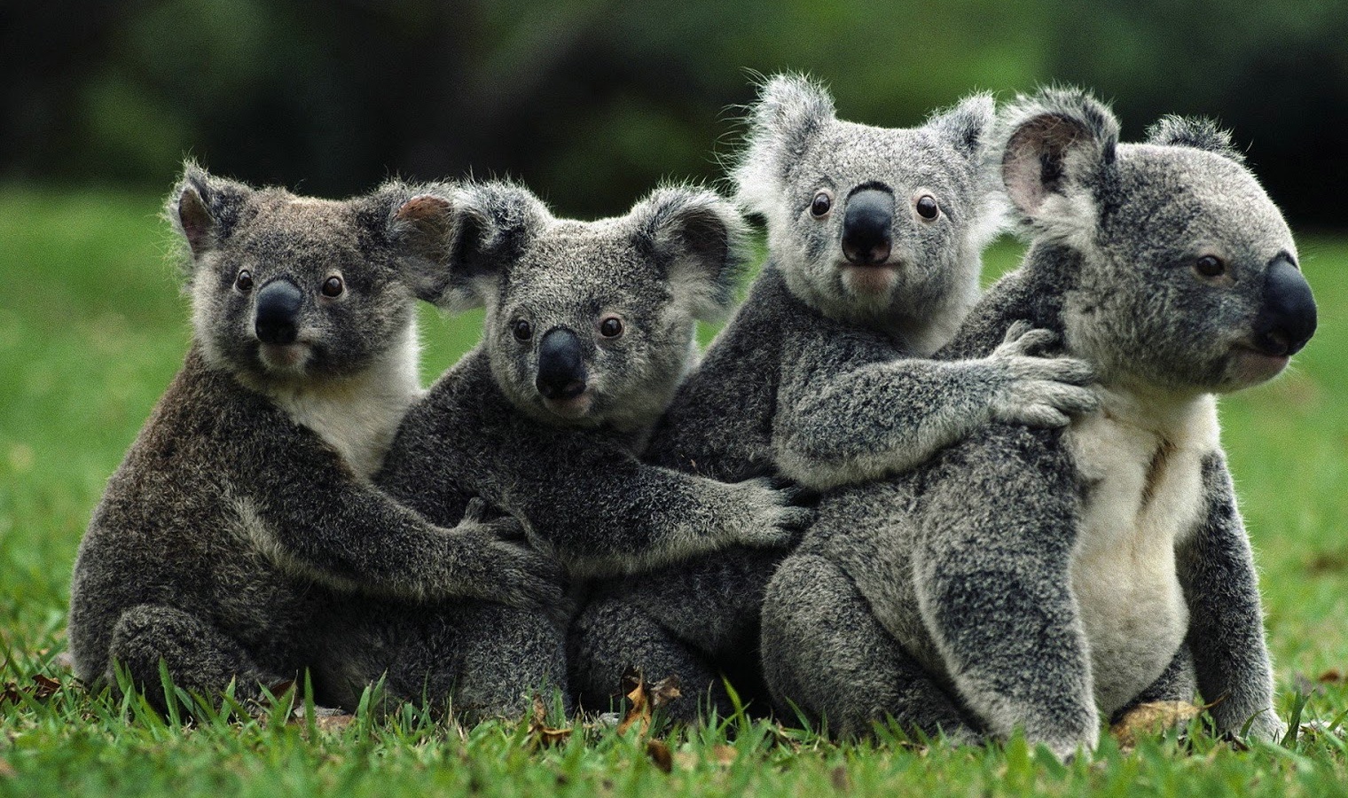 koalas-group.jpg Blank Meme Template