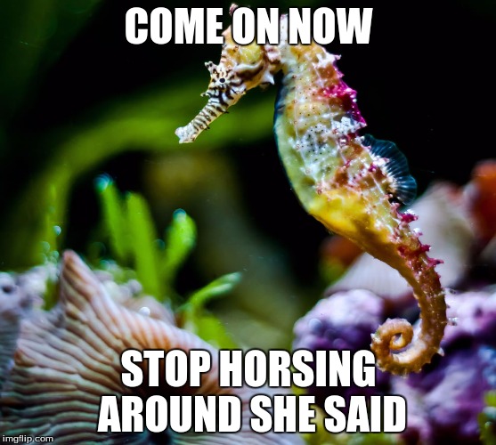 colorful seahorse | COME ON NOW STOP HORSING AROUND SHE SAID | image tagged in colorful seahorse | made w/ Imgflip meme maker