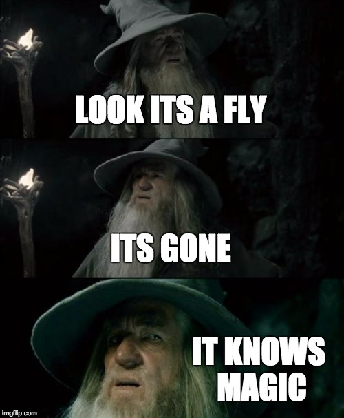 Confused Gandalf | LOOK ITS A FLY; ITS GONE; IT KNOWS MAGIC | image tagged in memes,confused gandalf | made w/ Imgflip meme maker