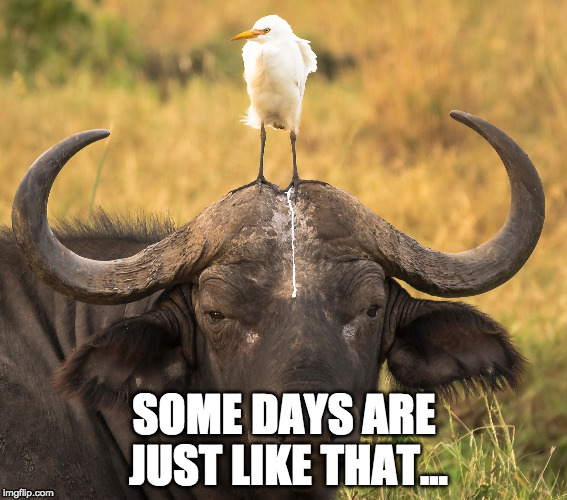 Some days | SOME DAYS ARE JUST LIKE THAT... | image tagged in bad day,friday's coming,bird,oh shit | made w/ Imgflip meme maker