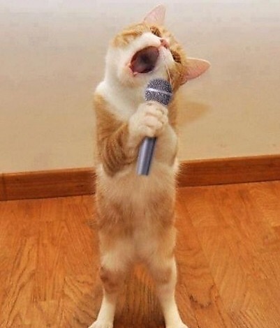 Happppppyy birthday dayyyyyyy Maureeeennn from the singing cat!  Blank Meme Template