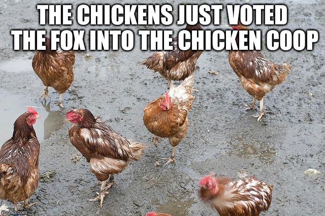 THE CHICKENS JUST VOTED THE FOX INTO THE CHICKEN COOP | image tagged in chickens,trump voters | made w/ Imgflip meme maker