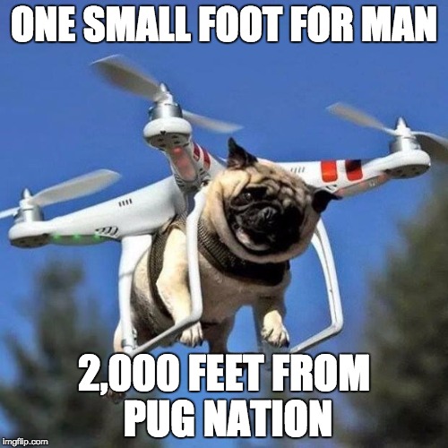Flying Pug | ONE SMALL FOOT FOR MAN; 2,000 FEET FROM PUG NATION | image tagged in flying pug | made w/ Imgflip meme maker