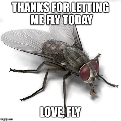 Scumbag House Fly | THANKS FOR LETTING ME FLY TODAY; LOVE,
FLY | image tagged in scumbag house fly | made w/ Imgflip meme maker