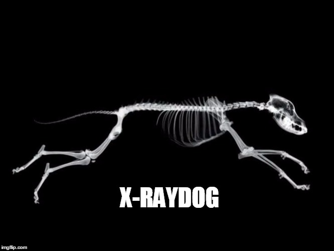 The user formerly known as RayDog; usernamememe weekend. | X-RAYDOG | image tagged in meme,raydog,use the username weekend | made w/ Imgflip meme maker