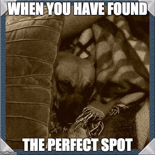 Xavi Rules | WHEN YOU HAVE FOUND; THE PERFECT SPOT | image tagged in dog | made w/ Imgflip meme maker