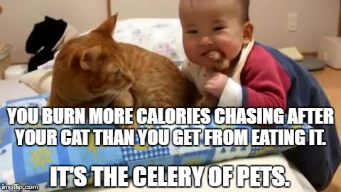 eating your cat | YOU BURN MORE CALORIES CHASING AFTER YOUR CAT THAN YOU GET FROM EATING IT. IT'S THE CELERY OF PETS. | image tagged in cats,funny,funny memes | made w/ Imgflip meme maker