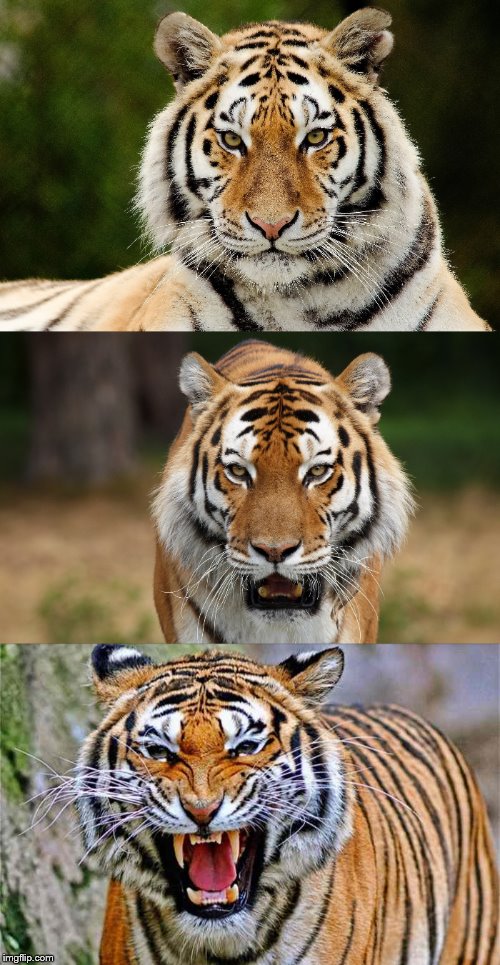 High Quality Tiger Puns Blank Meme Template