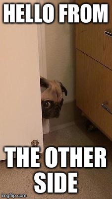 pug peeking | HELLO FROM; THE OTHER SIDE | image tagged in pug peeking | made w/ Imgflip meme maker