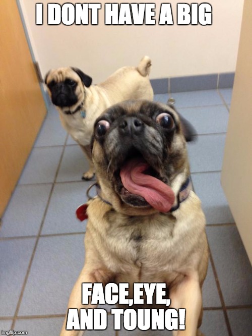 pug love | I DONT HAVE A BIG; FACE,EYE, AND TOUNG! | image tagged in pug love | made w/ Imgflip meme maker