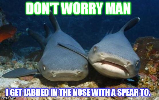 empathetic shark | DON'T WORRY MAN; I GET JABBED IN THE NOSE WITH A SPEAR TO. | image tagged in empathetic shark | made w/ Imgflip meme maker