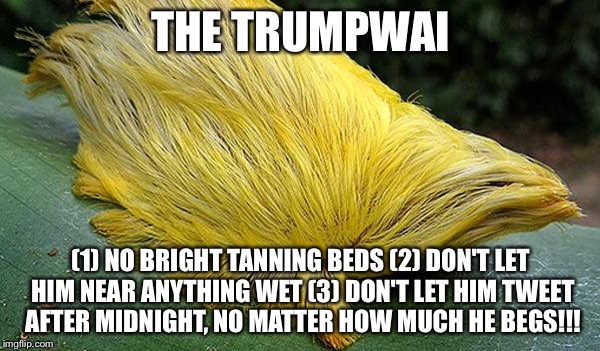 TRUMPWAI | THE TRUMPWAI; (1) NO BRIGHT TANNING BEDS (2) DON'T LET HIM NEAR ANYTHING WET (3) DON'T LET HIM TWEET AFTER MIDNIGHT, NO MATTER HOW MUCH HE BEGS!!! | image tagged in donald trump,trump hair | made w/ Imgflip meme maker