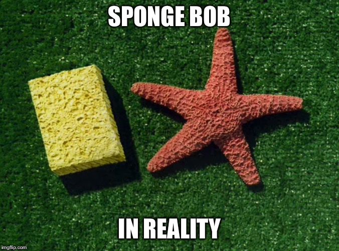 sponge bob  | SPONGE BOB; IN REALITY | image tagged in sponge bob | made w/ Imgflip meme maker