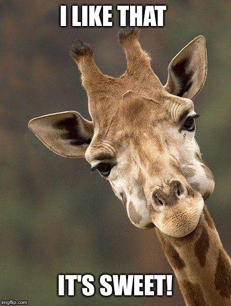 Giraffe face | I LIKE THAT IT'S SWEET! | image tagged in giraffe face | made w/ Imgflip meme maker