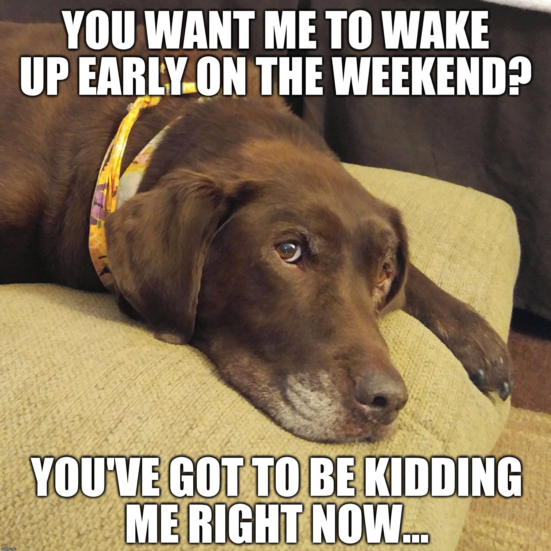 I'm sleeping in this weekend!  | YOU WANT ME TO WAKE UP EARLY ON THE WEEKEND? YOU'VE GOT TO BE KIDDING ME RIGHT NOW... | image tagged in nestle the chocolate lab,weekend,tgif,funny,memes,dogs | made w/ Imgflip meme maker