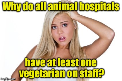 Happy Veterinarian's Day | Why do all animal hospitals; have at least one vegetarian on staff? | image tagged in dumb blonde | made w/ Imgflip meme maker