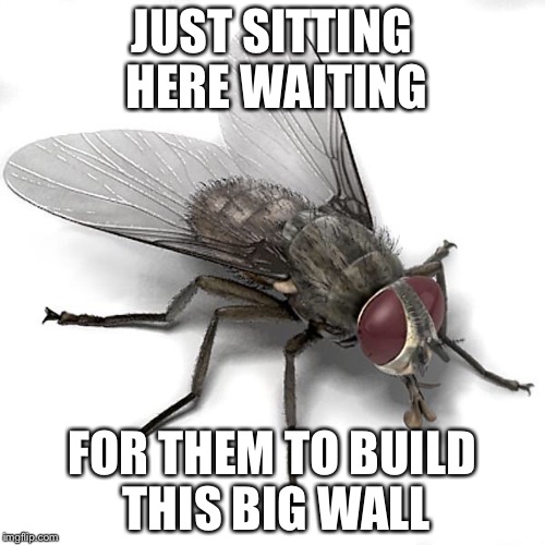 Scumbag House Fly | JUST SITTING HERE WAITING; FOR THEM TO BUILD THIS BIG WALL | image tagged in scumbag house fly | made w/ Imgflip meme maker