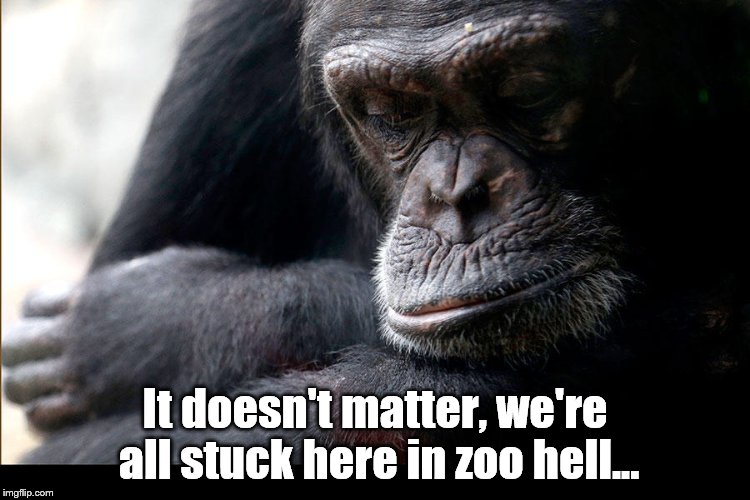 Koko | It doesn't matter, we're all stuck here in zoo hell... | image tagged in koko | made w/ Imgflip meme maker