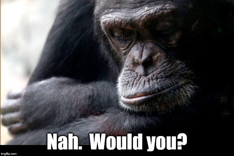 Koko | Nah.  Would you? | image tagged in koko | made w/ Imgflip meme maker