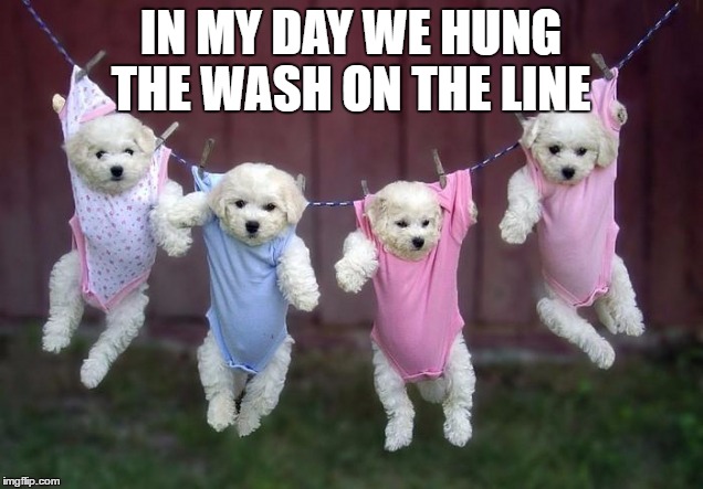 Hang the Wash | IN MY DAY WE HUNG THE WASH ON THE LINE | image tagged in cute dogs,pets,cute puppies,puppies,laundry | made w/ Imgflip meme maker