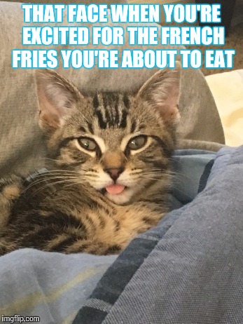 Dusty Tells It All | THAT FACE WHEN YOU'RE EXCITED FOR THE FRENCH FRIES YOU'RE ABOUT TO EAT | image tagged in kittens | made w/ Imgflip meme maker