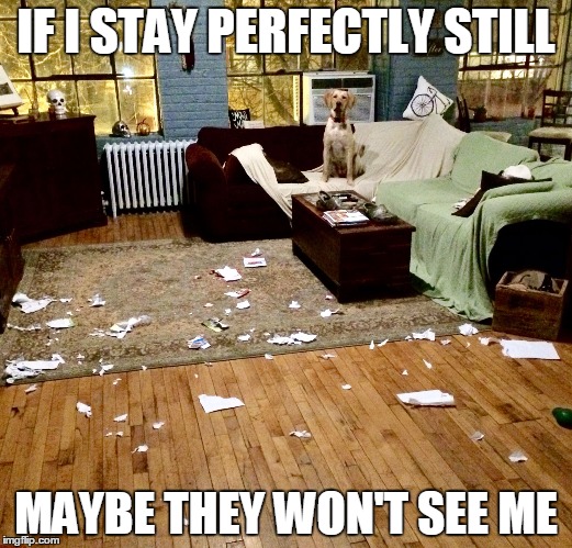 When I leave my dog alone for 10 minutes... | IF I STAY PERFECTLY STILL; MAYBE THEY WON'T SEE ME | image tagged in sweetsamthelab,dog memes,funny dog memes,labrador,dog meme,camouflage | made w/ Imgflip meme maker