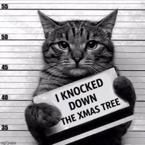 I'm Guilty | / | image tagged in cats,i love cats,xmas tree | made w/ Imgflip meme maker