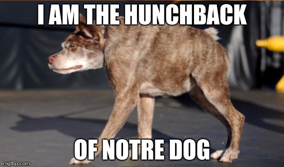 The Hunchback Of Notre Dog | I AM THE HUNCHBACK; OF NOTRE DOG | image tagged in meme | made w/ Imgflip meme maker