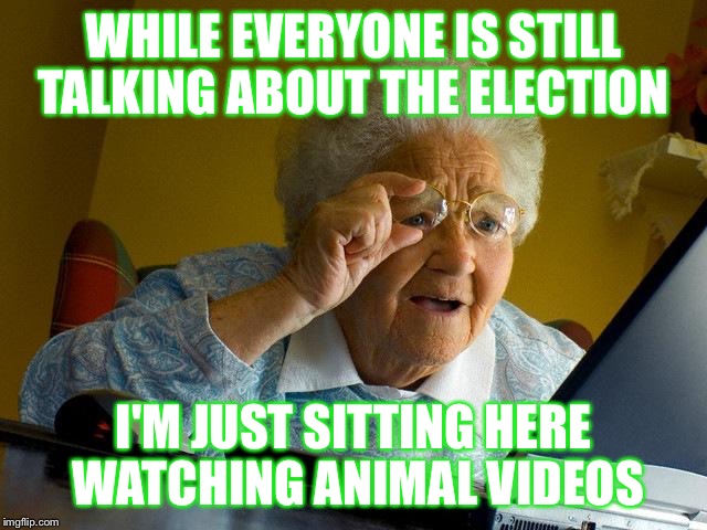 Grandma Finds The Internet | WHILE EVERYONE IS STILL TALKING ABOUT THE ELECTION; I'M JUST SITTING HERE WATCHING ANIMAL VIDEOS | image tagged in memes,grandma finds the internet | made w/ Imgflip meme maker