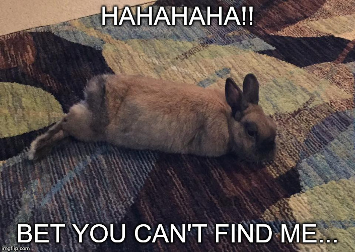 Find | HAHAHAHA!! BET YOU CAN'T FIND ME... | image tagged in memes | made w/ Imgflip meme maker