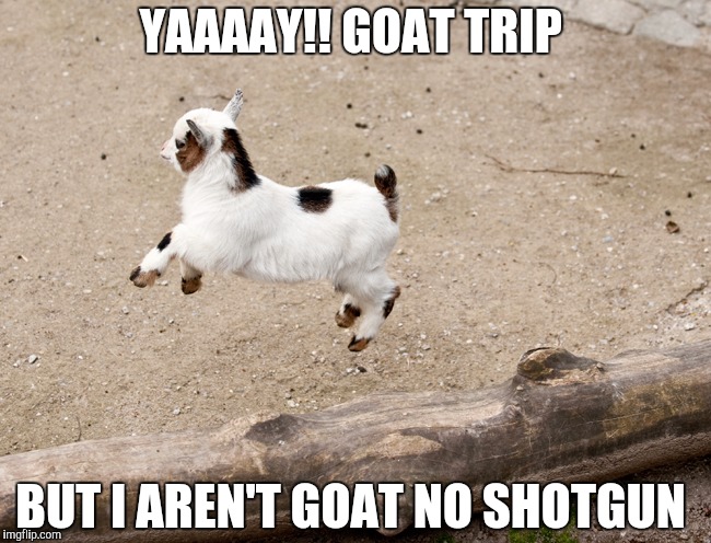 YAAAAY!! GOAT TRIP; BUT I AREN'T GOAT NO SHOTGUN | image tagged in goat,roadtrip,trip,shotgun | made w/ Imgflip meme maker