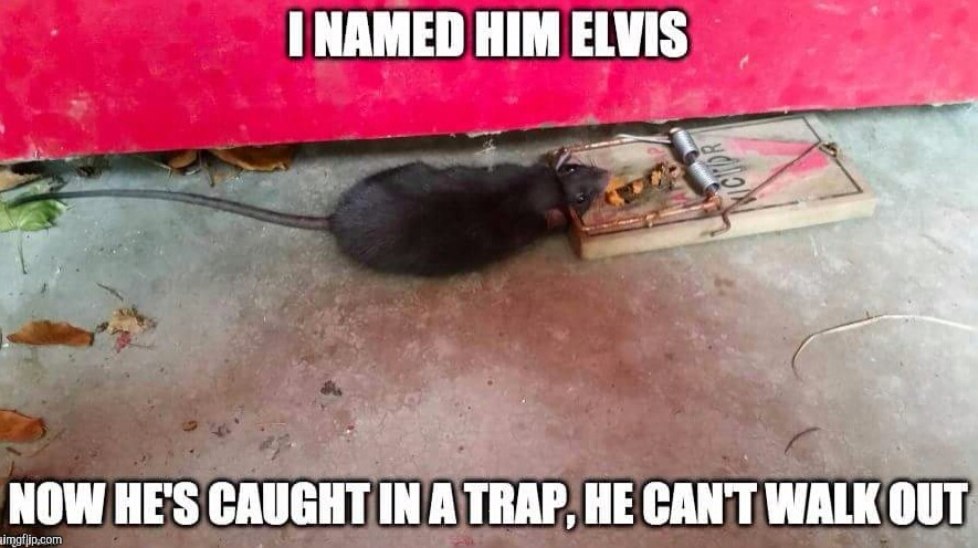 It's a trap  | . | image tagged in it's a trap,trap,rats | made w/ Imgflip meme maker