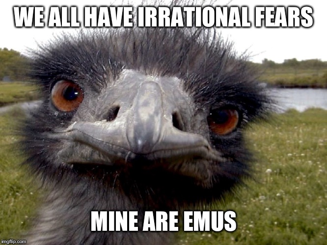 Emu fear | WE ALL HAVE IRRATIONAL FEARS; MINE ARE EMUS | image tagged in funny animal meme | made w/ Imgflip meme maker