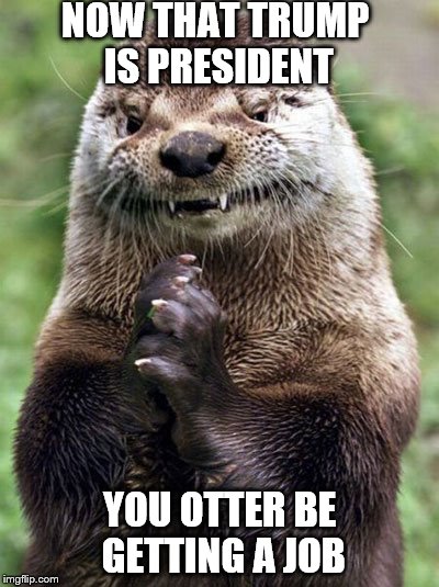 Evil Otter | NOW THAT TRUMP IS PRESIDENT; YOU OTTER BE GETTING A JOB | image tagged in memes,evil otter | made w/ Imgflip meme maker