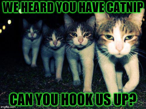 Wrong Neighboorhood Cats Meme | WE HEARD YOU HAVE CATNIP; CAN YOU HOOK US UP? | image tagged in memes,wrong neighboorhood cats | made w/ Imgflip meme maker