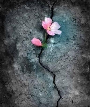 Pink flower in rock Blank Meme Template