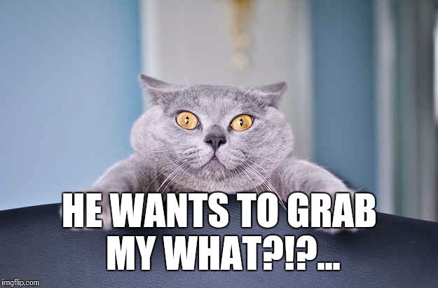 He wants to grab what?!?!?!... | HE WANTS TO GRAB MY WHAT?!?... | image tagged in surprise cat,donald trump,meme,trump grabs that pussy | made w/ Imgflip meme maker