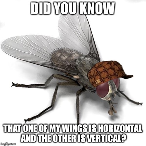 Scumbag House Fly | DID YOU KNOW; THAT ONE OF MY WINGS IS HORIZONTAL AND THE OTHER IS VERTICAL? | image tagged in scumbag house fly,scumbag,memes | made w/ Imgflip meme maker