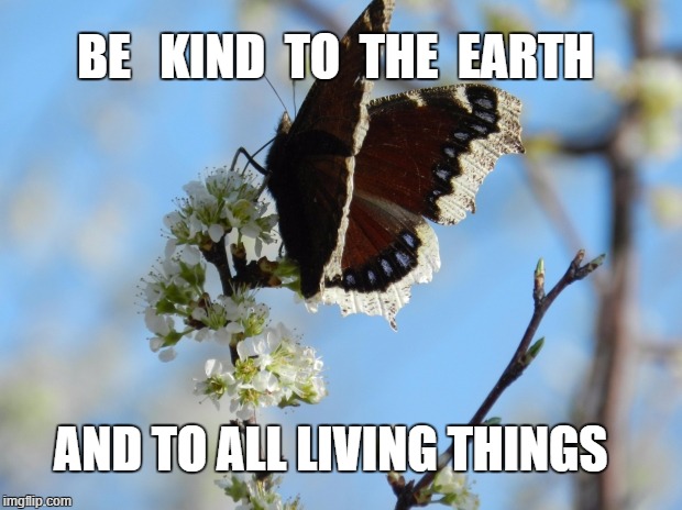 Be Kind to the Earth  | BE   KIND  TO  THE  EARTH; AND TO ALL LIVING THINGS | image tagged in butterfly,nature,blossoms,budding tree,spring | made w/ Imgflip meme maker