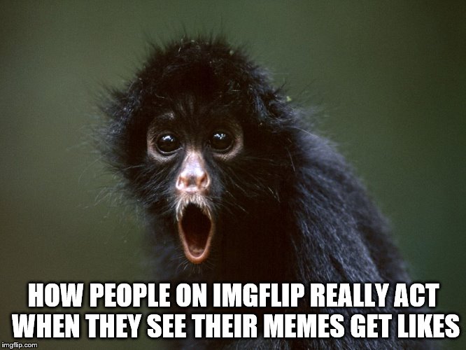 Surprised monkey | HOW PEOPLE ON IMGFLIP REALLY ACT WHEN THEY SEE THEIR MEMES GET LIKES | image tagged in monkey ooh | made w/ Imgflip meme maker
