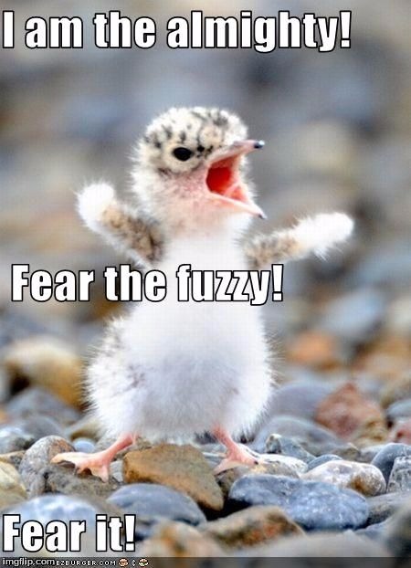 Fear the FUZZY! | "HILLARY WANTS TO ABOLISH ESSENTIALLY ABOLISH THE SECOND AMENDMENT. BY THE WAY, IF SHE GETS TO PICK, HER JUDGES, NOTHING YOU CAN DO, FOLKS | image tagged in cute | made w/ Imgflip meme maker