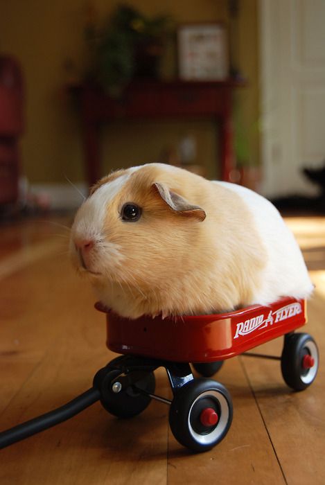 Guinea Pig in wagon  Blank Meme Template